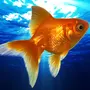 Золотая рыбка в воде