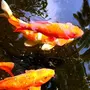 Золотая рыбка в воде