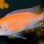 Цихлида рыба аквариумная