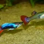 Гуппи рыбки