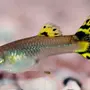 Гуппи рыбки