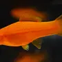 Меченосец аквариумная рыбка