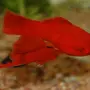 Меченосец аквариумная рыбка
