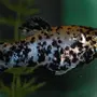 Рыбка Моллинезия