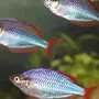 Рыбка радужница