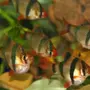 Аквариумные рыбки барбусы