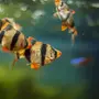Аквариумные Рыбки Барбусы