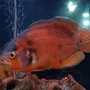 Рыбка Астронотус
