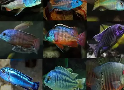 Виды цихлид аквариумных с названиями