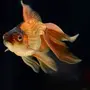 Виды золотых рыбок для аквариума