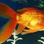 Виды золотых рыбок для аквариума