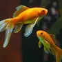 Золотые рыбки с названиями
