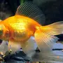 Золотые Рыбки С Названиями