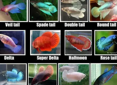 Виды петушков рыбок с названиями