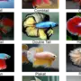 Виды петушков рыбок с названиями