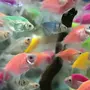 Тернеция аквариумная