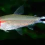 Рыбка родостомус