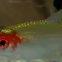 Рыбка родостомус