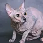 Сфинкс кошка