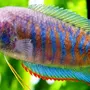 Лабиринтовая аквариумная рыбка