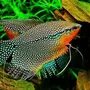 Лабиринтовая аквариумная рыбка