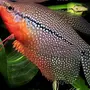 Лабиринтовая Аквариумная Рыбка