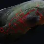 Аквариумные рыбы астронотус