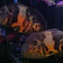Аквариумные Рыбы Астронотус