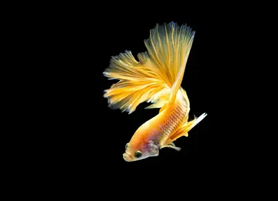 Золотая рыбка на черном фоне