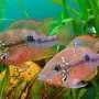 Цихлазомы аквариумные рыбки