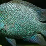 Цихлазомы аквариумные рыбки
