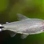 Аквариумные рыбки родостомус