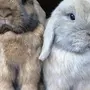 Породы декоративных кроликов