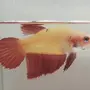 Рыбки петушки самки
