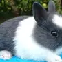 Кролик Гермелин