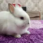 Кролик гермелин