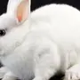Кролик гермелин