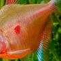 Каталог харациновые рыбки с названиями