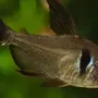 Харациновые аквариумные рыбки виды