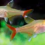Харациновые Аквариумные Рыбки Виды