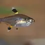 Харациновые аквариумные рыбки виды