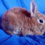 Карликовый Кролик Рекс