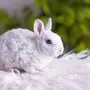 Карликовый Кролик Рекс