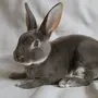 Карликовый кролик рекс