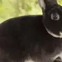 Карликовый кролик рекс