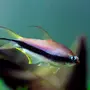Харациновые аквариумные рыбки