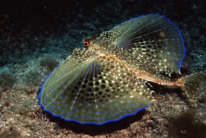Морские петушки