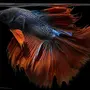 Рыбка Петушок Двухвостый