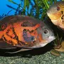 Цихлиды аквариумные рыбки