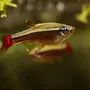 Рыбка кардинал